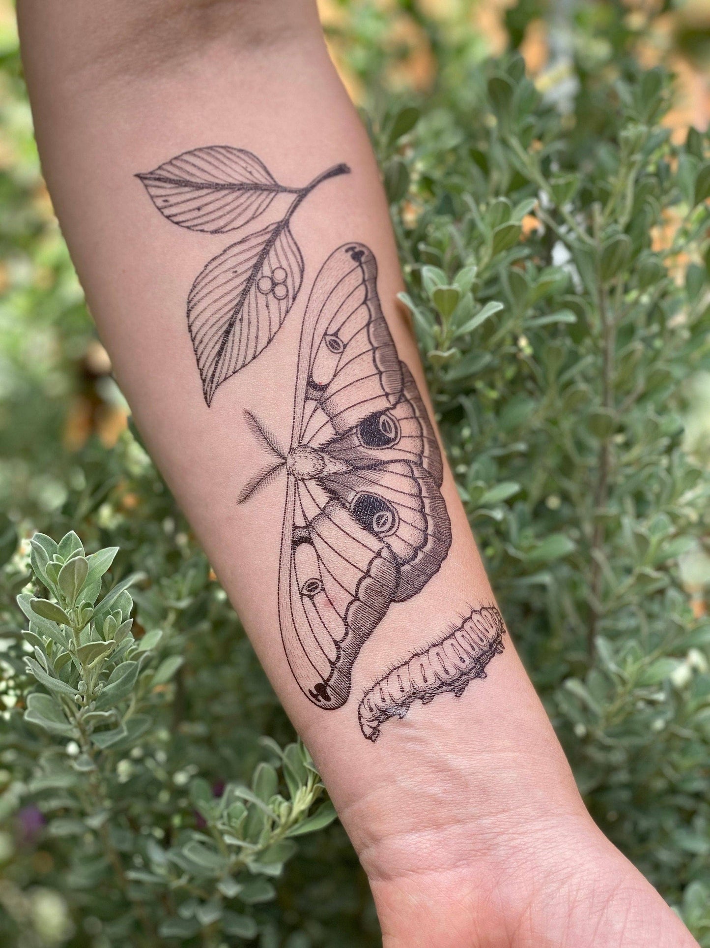 Polyphemus Moth Temporary Tattoo